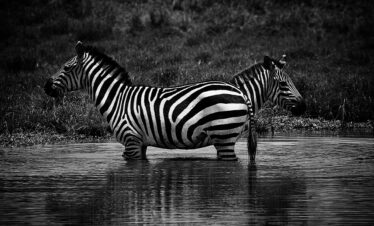 Amboseli,Lake  Nakuru, Masai mara