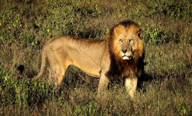 4 DAYS MASAI MARA