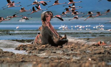 Lake Nakuru, Lake Naivasha, Amboseli