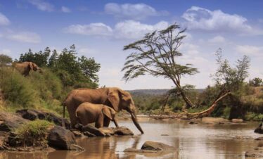 7 Day  Mid Luxury Samburu, Olpajeta, Lake Nakuru, Masai mara