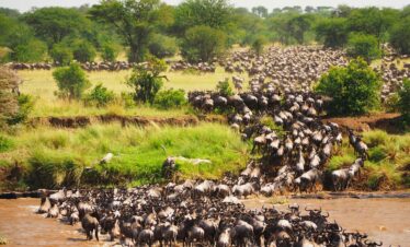 8 days  Mid Luxury Mara, Nakuru, Amboseli